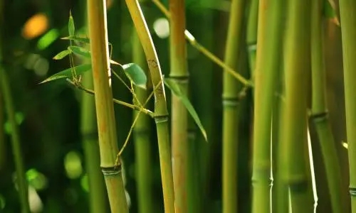 From the bamboo pole to the bamboo stick